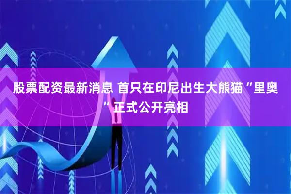 股票配资最新消息 首只在印尼出生大熊猫“里奥”正式公开亮相